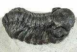 Bargain, Austerops Trilobite - Ofaten, Morocco #287586-3